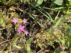 Centaurium pulchellum