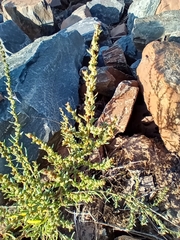 Suaeda maritima