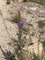 Liatris punctata