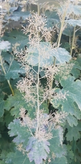 Macleaya