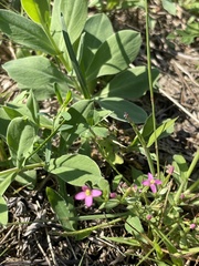 Centaurium pulchellum