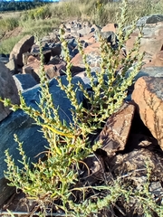 Suaeda maritima