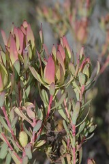 Leucadendron salignum