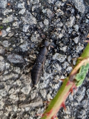 Ocypus olens