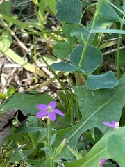 Centaurium pulchellum