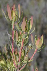 Leucadendron salignum
