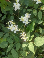 Clematis