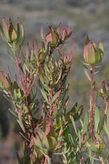 Leucadendron salignum