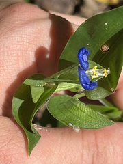 Commelina communis