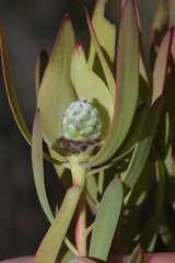 Leucadendron salignum