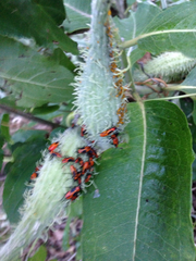 Asclepias syriaca