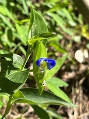 Commelina communis