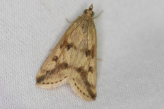 Achyra bifidalis