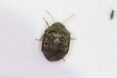Diolcus chrysorrhoeus