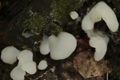 Pseudohydnum gelatinosum