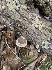 Trametes