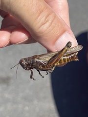 Melanoplini