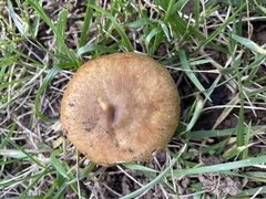Russula amoenolens