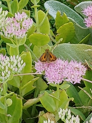 Atalopedes campestris