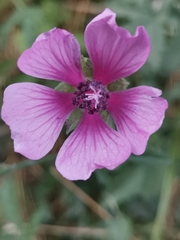 Althaea cannabina