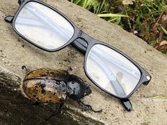 Dynastes hyllus
