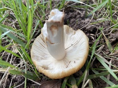 Russula amoenolens