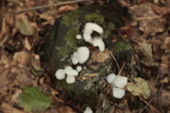 Pseudohydnum gelatinosum