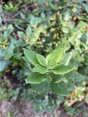 Garrya elliptica