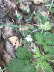 Geranium thunbergii