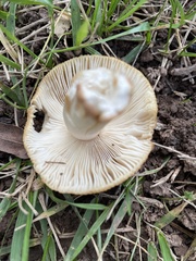 Russula amoenolens