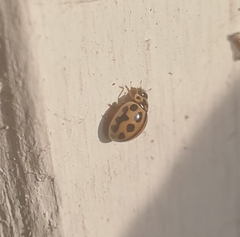 Tytthaspis sedecimpunctata