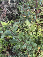Garrya elliptica