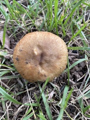 Russula amoenolens