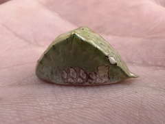Prolimacodes badia