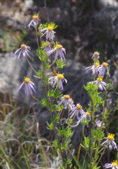Felicia filifolia