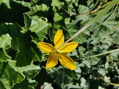 Apodanthera undulata