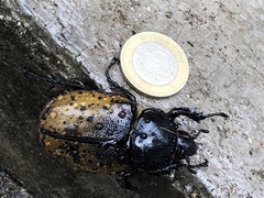 Dynastes hyllus