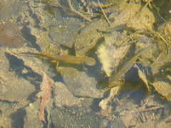 Ichthyosaura alpestris alpestris