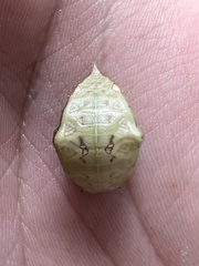 Prolimacodes badia