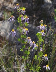 Felicia filifolia