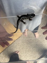 Ambystoma tigrinum