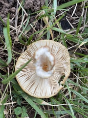 Russula amoenolens