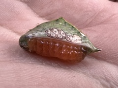 Prolimacodes badia
