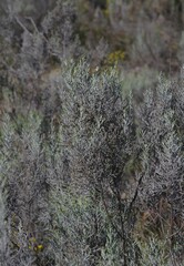 Dicerothamnus rhinocerotis