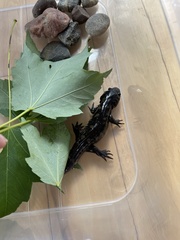 Ambystoma tigrinum