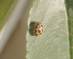 Tytthaspis sedecimpunctata