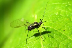 Macrosiphini