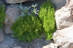 Cryptogramma cascadensis