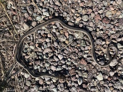 Masticophis taeniatus