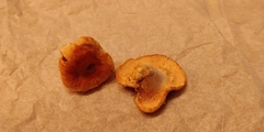 Hydnum rufescens